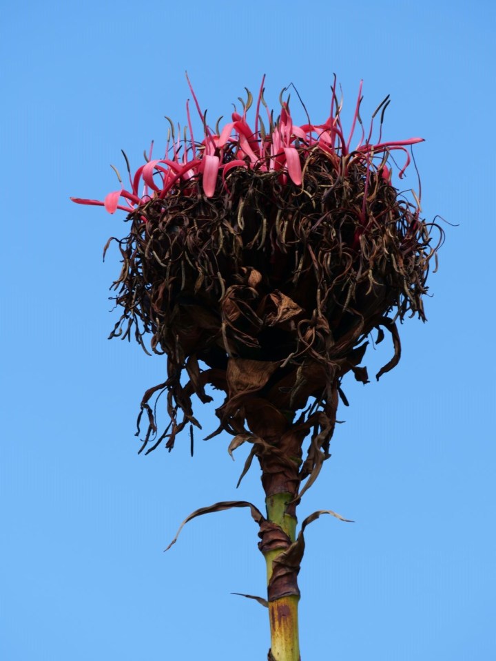 gymea lily
