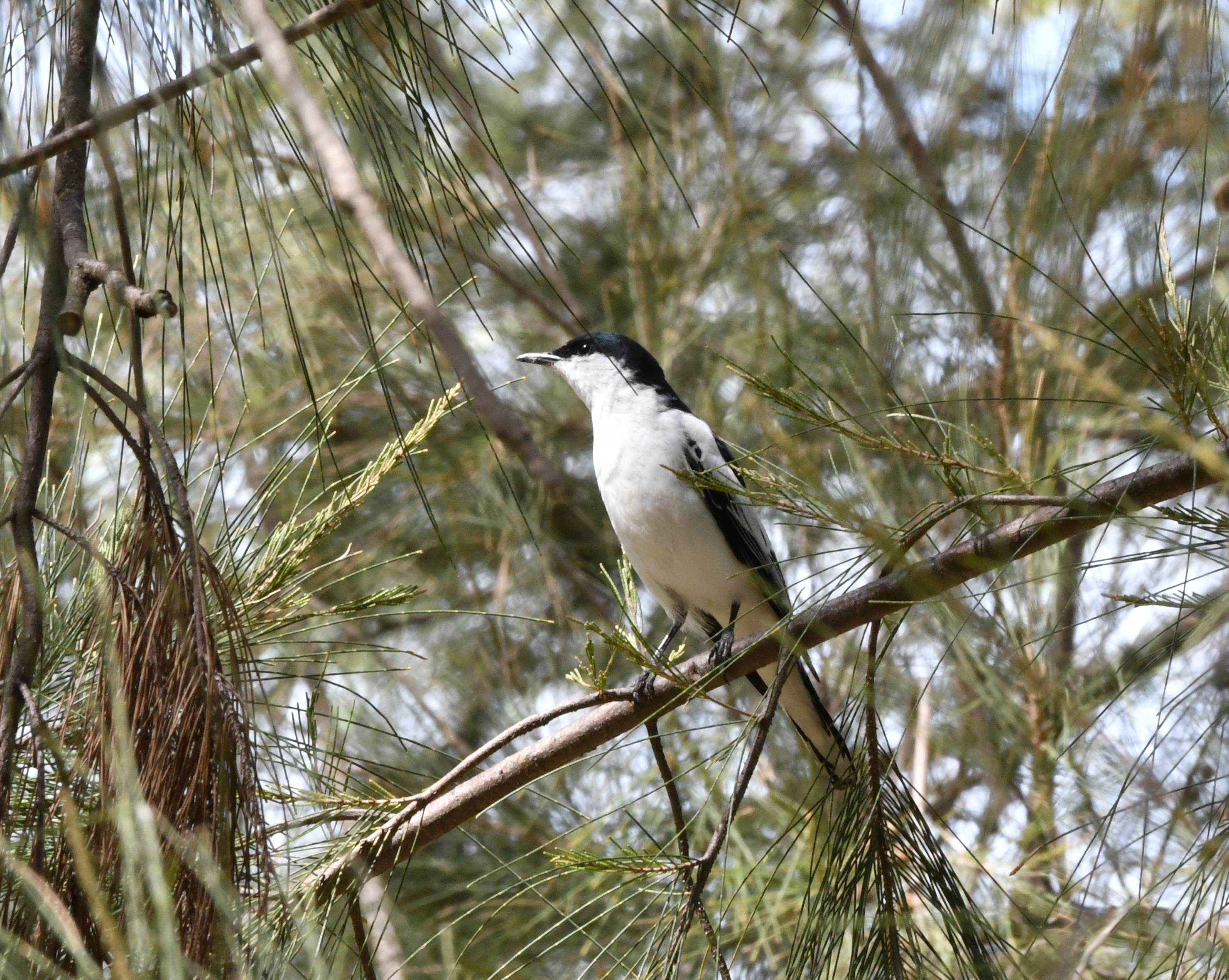 male white winged triller.jpg