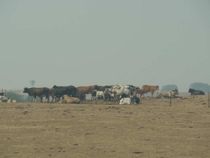 cattle