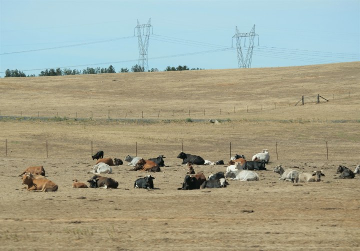 cattle2