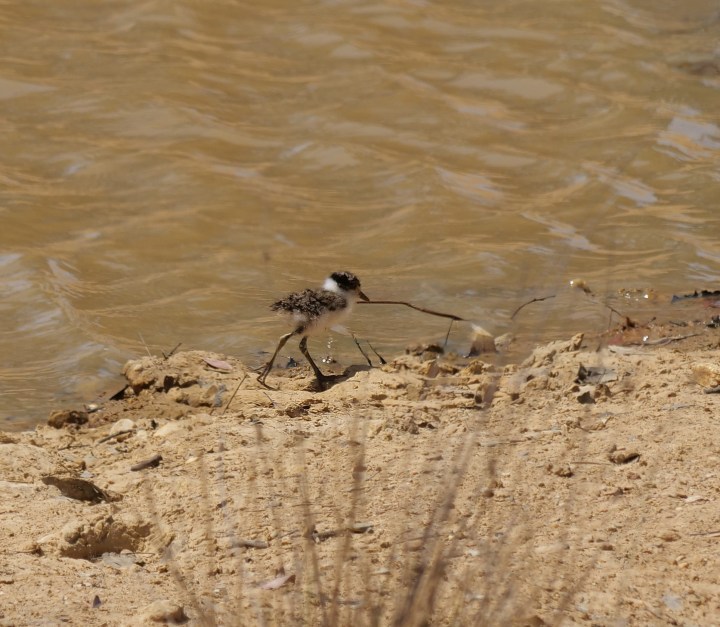 masked lapwing chick
