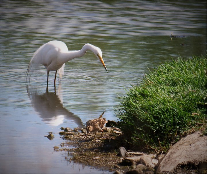 egret & snipe.jpg