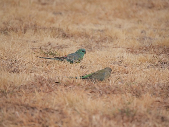 grass parrots.jpg