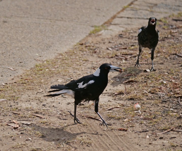 magpies on the run.jpg