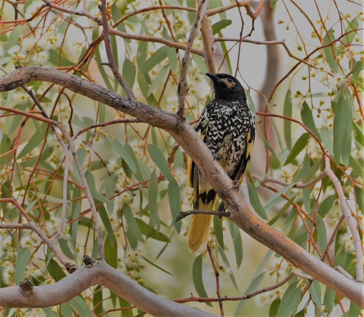 regal honeyeater