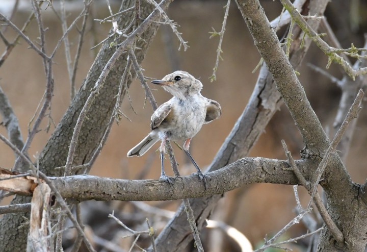 rufous whistler chick