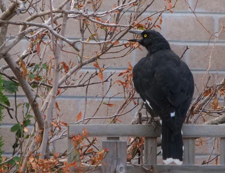 currawong