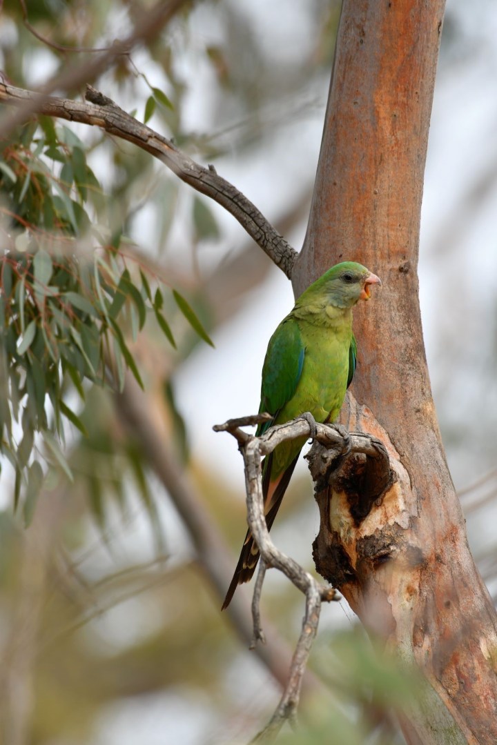 Female superb parrot