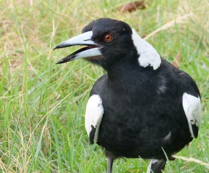 stressed magpie