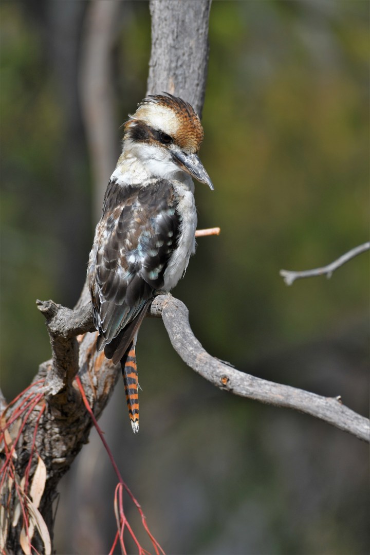 young kookaburra