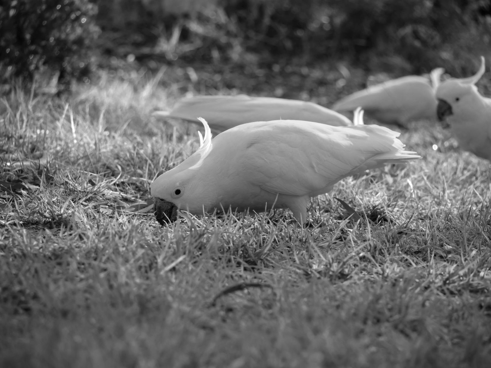cockatoos