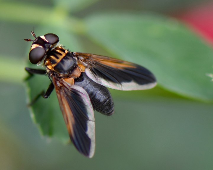 funky fly