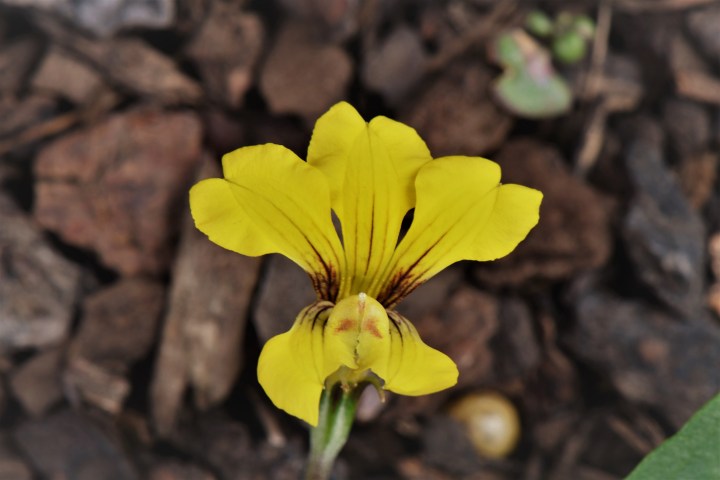 goodenia glabra