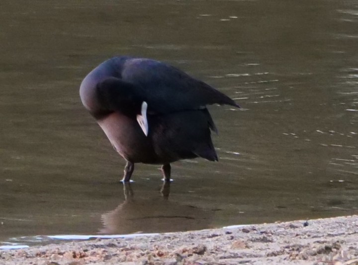 moorhen