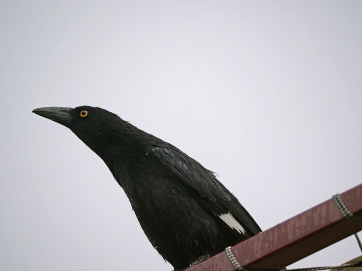 currawong