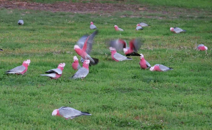 galahs