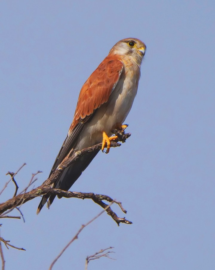 nankeen kestral