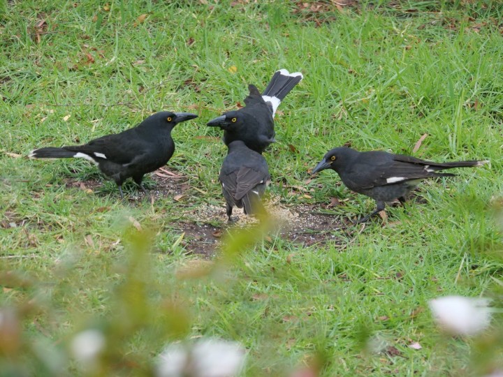 currrawongs