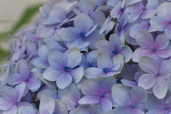 hydrangea